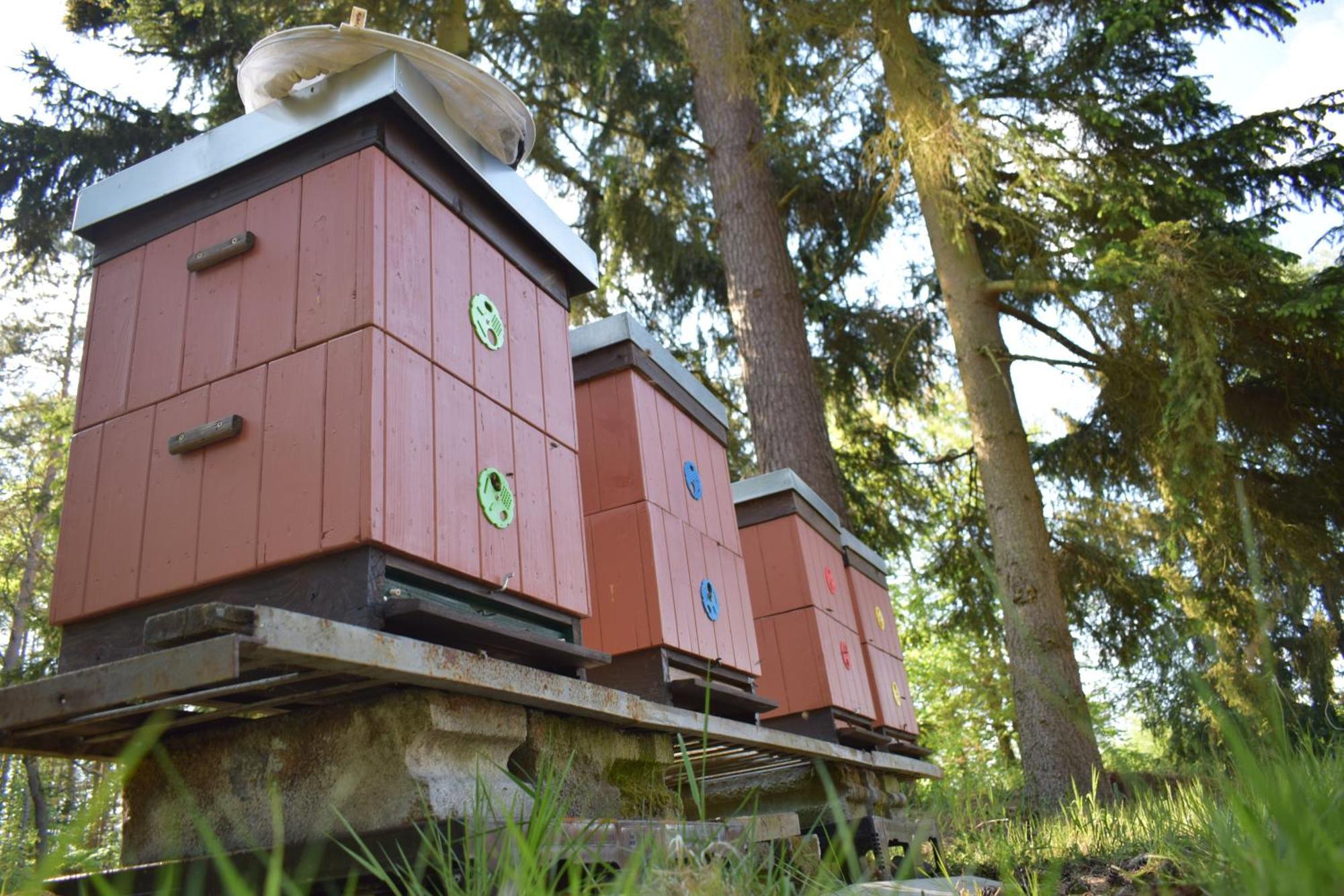 Готель Treehouse U Rybnika Osecna Екстер'єр фото