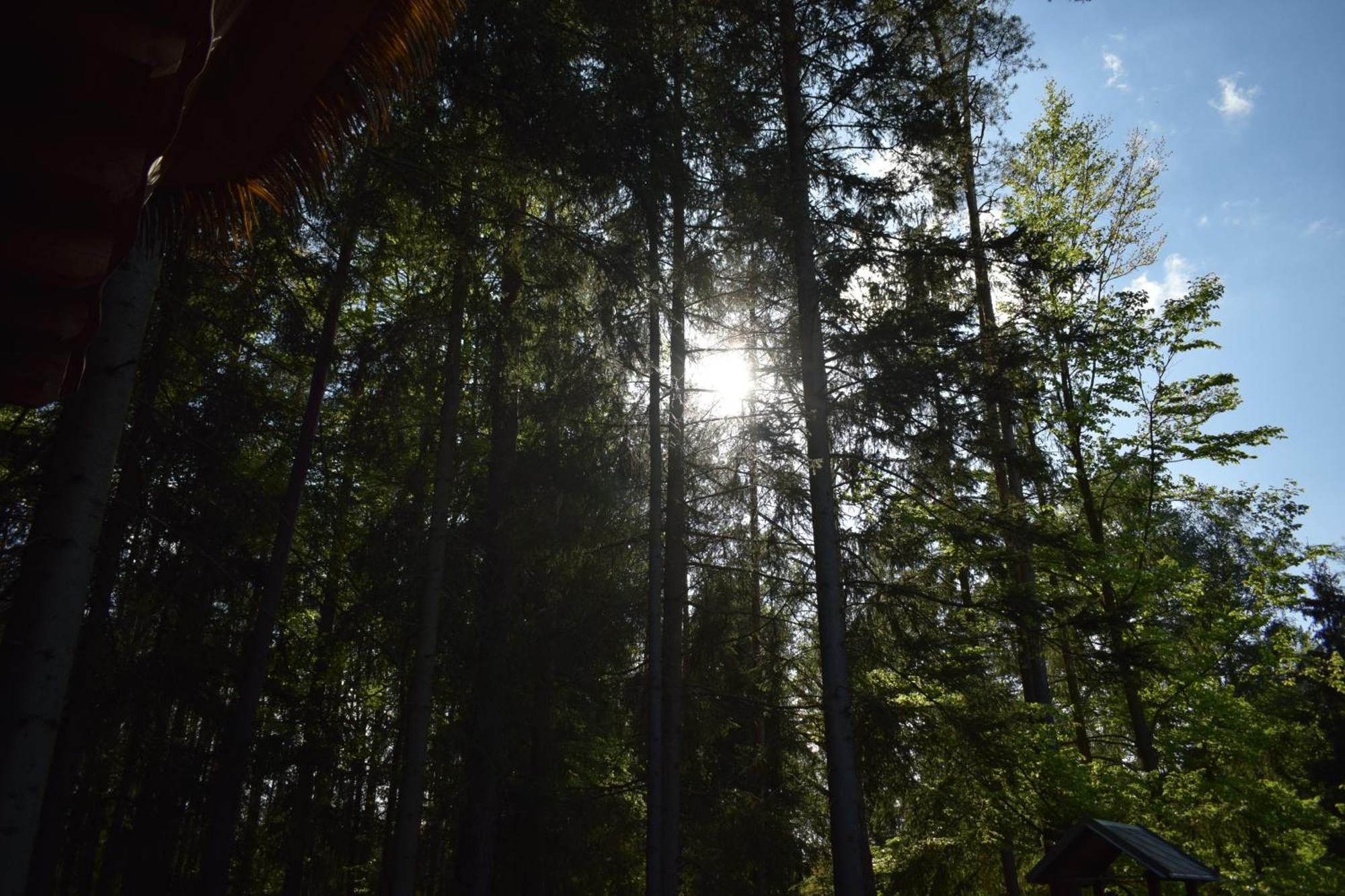 Готель Treehouse U Rybnika Osecna Екстер'єр фото